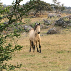 Light brown horse in the center of the image in the foreground with some plants decorating and in the background a landscape