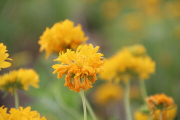 yellow flower in the garden