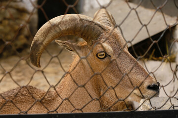 Barbary wild sheep (Ammotragus lervia) in zoo, closeup