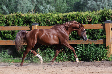 Beautiful chestnut horse running in paddock on the sand background