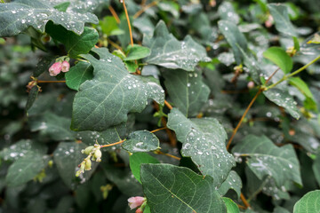 Water drops on green leaves after the rain, selective focus and blurred background.