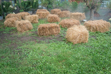 Rectangular bales of compressed hay for animal feed in a clearing.