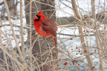 Male cardinal in the winter eating berries
