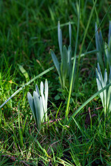 des pousses de jonquilles apparaissent au printemps