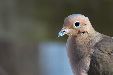 Mourning Dove searching for food on a bright sunny day. 