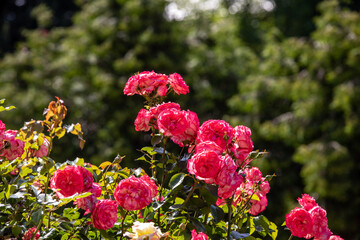 Red Roses on the Branch in the Garden
