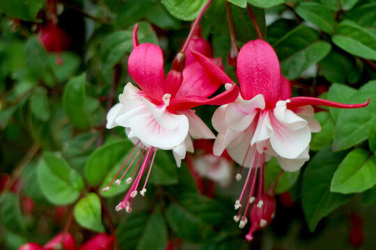 Pair of Stunning Hot Pink and White Fuchsia Flowers Blossoming he Patio, Cusco, Peru, South America