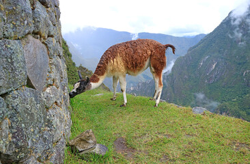 llama grazing in the agricultural terrace of Machu Picchu Inca citadel, Cusco region, Peru © jobi_pro
