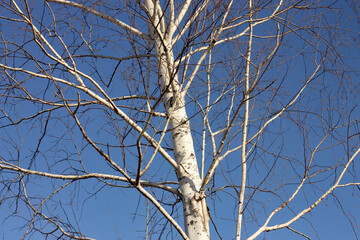 
white birch against the blue sky
