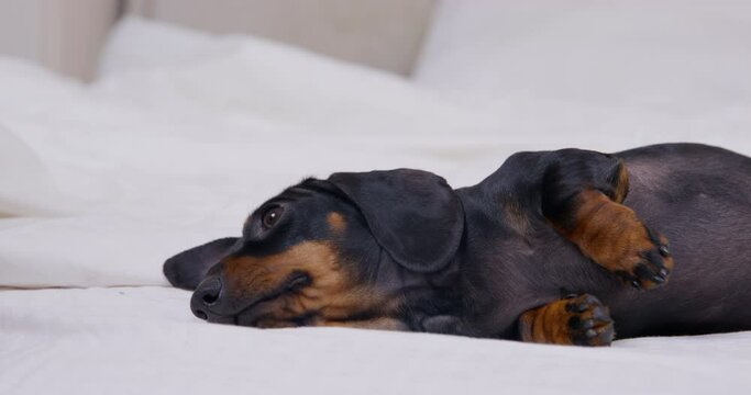 Dachshund puppy with black fur and ginger spots rests on bed lying on side near pile of pillows and blanket on white bedding closeup