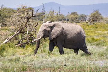 African elephant, Loxodonta africana, in Amboseli National Park in Kenya.