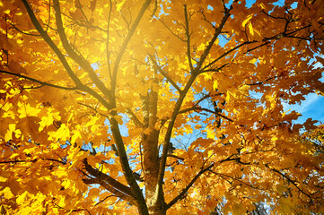 Sunburst through autumn leaves