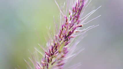 thistle flower