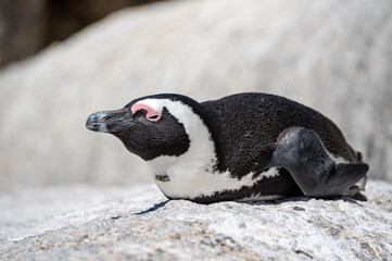 African penguin at Boulders Beach in Simon's Town near Cape Town © Andreas