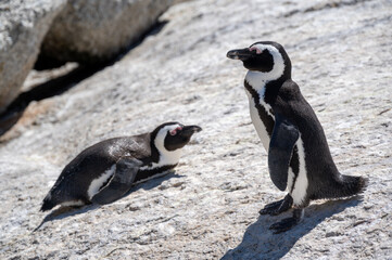 Fototapeta premium African penguin at Boulders Beach in Simon's Town near Cape Town