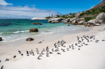 African penguin at Boulders Beach in Simon's Town near Cape Town © Andreas