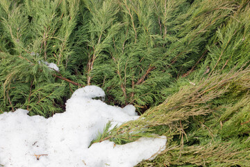 juniper freed from snow captivity