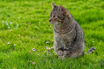 Naklejka na ściany i meble Brown cat sitting in profile in the green garden