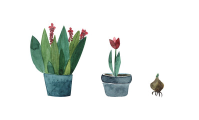 Potted flowers,garden flowers,tulip bulb,watercolor illustration isolated on white background
