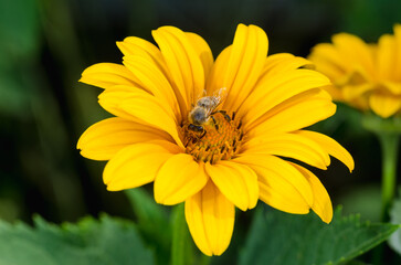 Bee pollinates a yellow flower.
