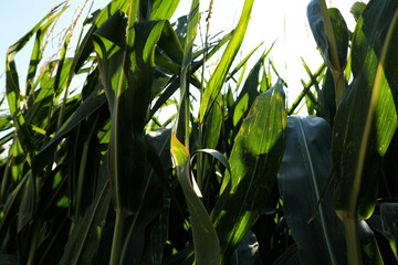 background with green cornfield