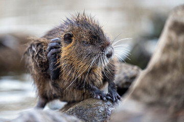 The nutria sits on the bank of the foot and is looking for food.