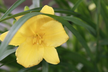 Yellow day lily in bloom