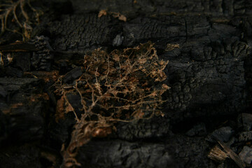 Obraz premium Burned leaf on a burned tree trunk