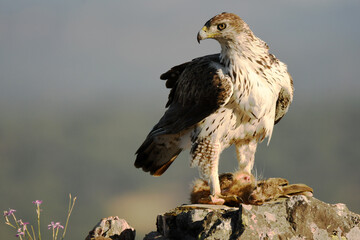 Bonelli's eagle in the mountains of Extremadura. Extremadura. Spain