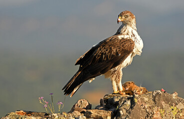 Bonelli's eagle in the mountains of Extremadura. Extremadura. Spain