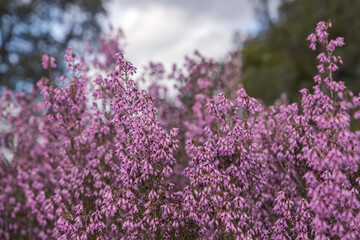 Spanish heath pink flowers