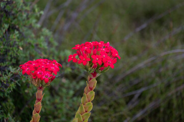Red flower on Table Mountain in Cape Town