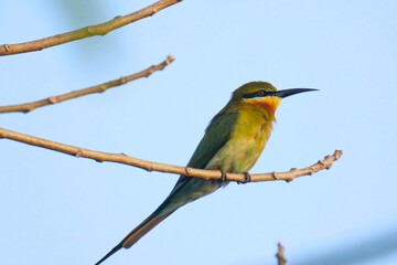 bee eater bird from kadamakkudy ,kerala