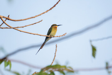 bee eater bird on a branch