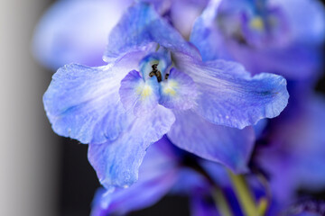 blue iris flower