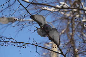 a pigeon is sitting on a tree branch