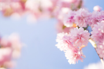 Blurred background beautiful floral spring background. Spring sakura flowers.