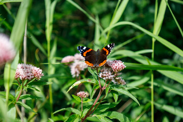 Butterfly on flower close up