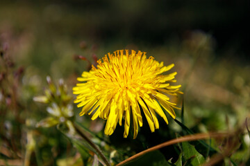 Yellow dandelion flower