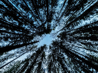 Dramatic low angle view of evergreen trees, creating a circular fan shape pattern against the sky