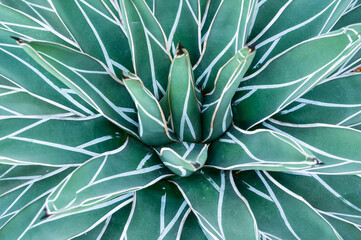The popular and ornamental Queen Victoria agave