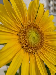 Girassol que pode ser usada como plano de fundo  