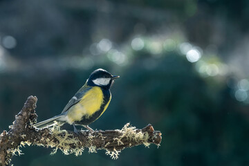 Mésange charbonnière (parus major) perchée sur une branche avec du lichen