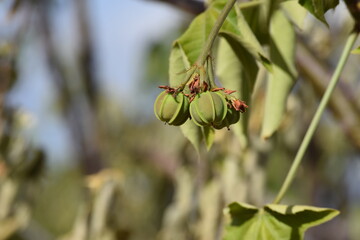 pinhão