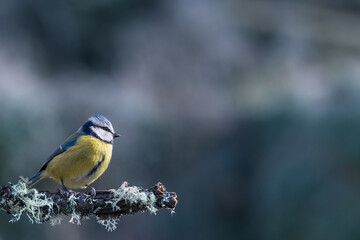 Mésange bleue (Cyanistes caeruleus) perchée sur une branche avec du lichen