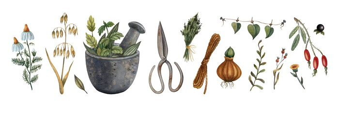 Set of watercolor illustrations, clipart. Plants and herbs, mortar and pestle, scissors. 