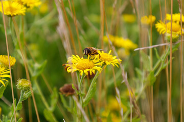 Bee close up on flower