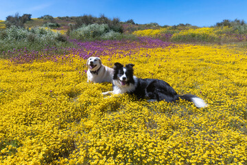 Naklejka na ściany i meble Dogs laying in a field of wild flowers in Carrizo Plain California