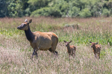 Elk walking across field