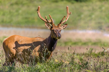 Elk walking across field